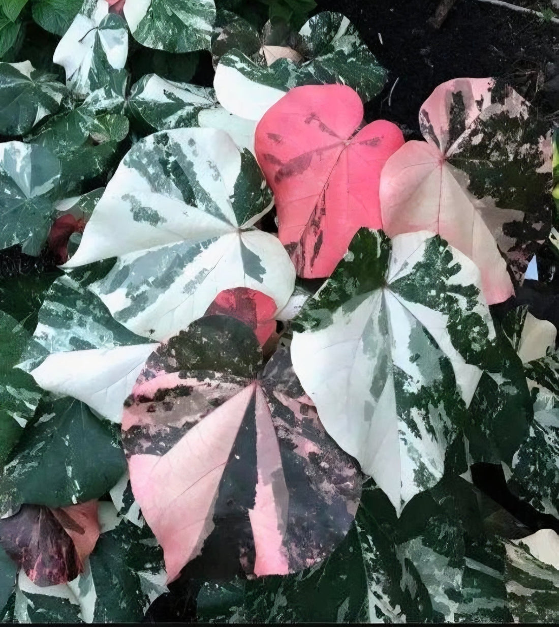Dwarf Hibiscus tiliaceus Variegated (Beach Hibiscus) - Ladybird Nursery
