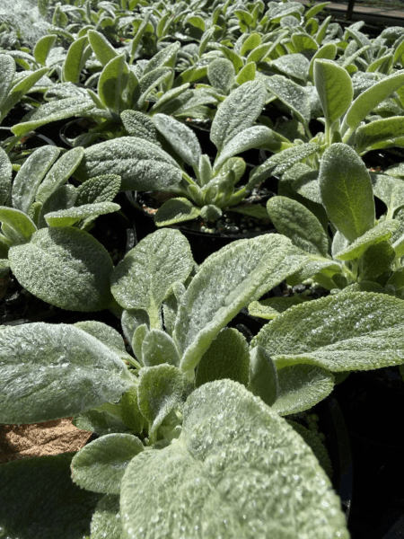 Lamb's Ears (Stachys byzantina) - Ladybird Nursery