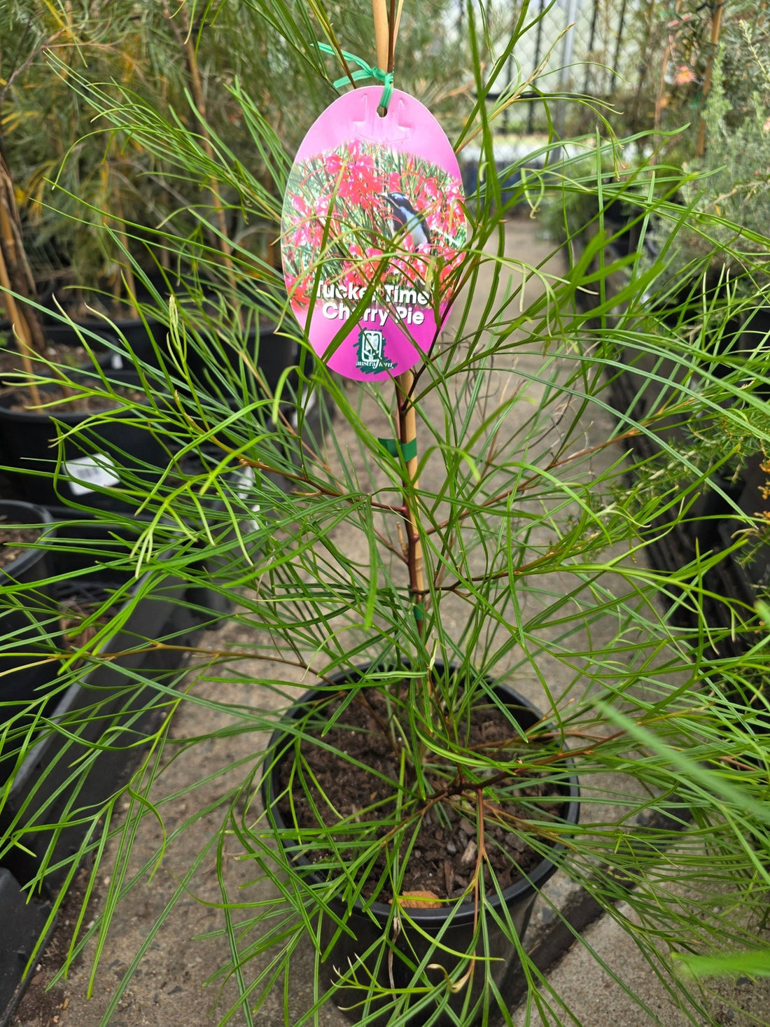 Grevillea Cherry Pie - Ladybird Nursery