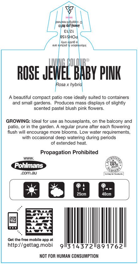 Rose ‘Jewel Baby Pink’ (Rosa hybrid) - Ladybird Nursery