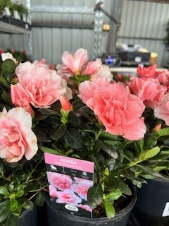 Azalea Christina Matton - Ladybird Nursery