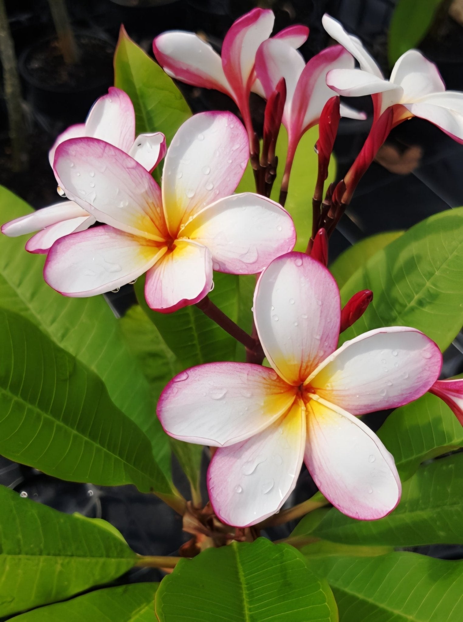 Frangipani Pink Cheeks (Plumeria rubra) - Ladybird Nursery