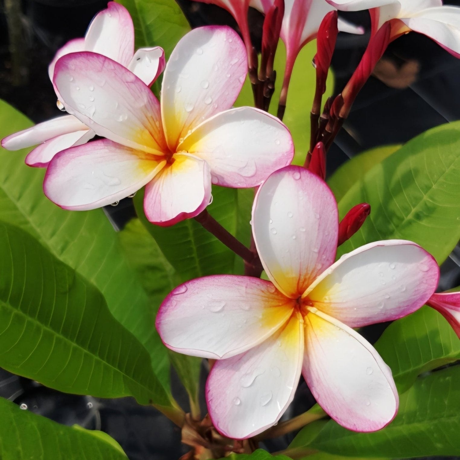 Frangipani Pink Cheeks (Plumeria rubra) - Ladybird Nursery