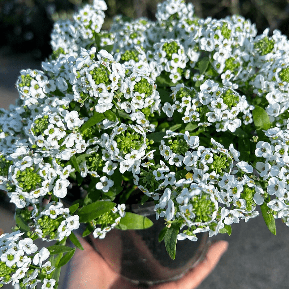 Sweet Alyssum 'White Stream' (Lobularia maritima) - Ladybird Nursery