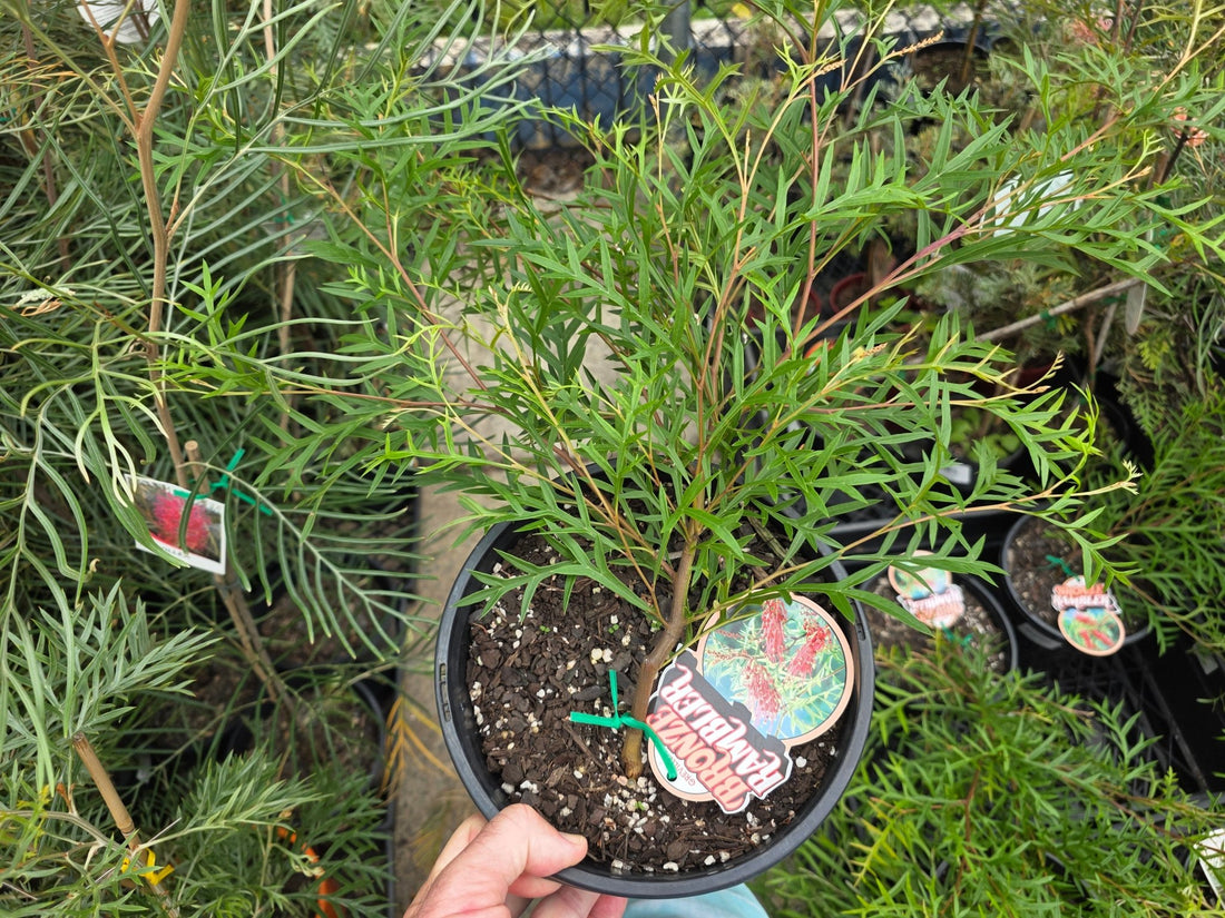 Grevillea Bronze Rambler - Ladybird Nursery