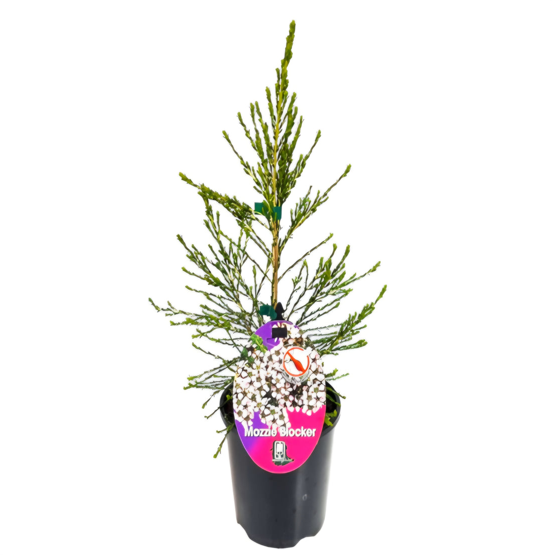 Leptospermum 'Mozzie Blocker' (Leptospermum liversidgei)