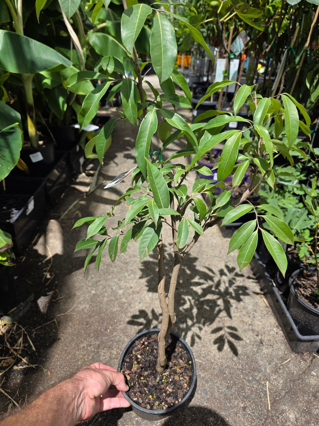 Lychee Chompogo - Ladybird Nursery