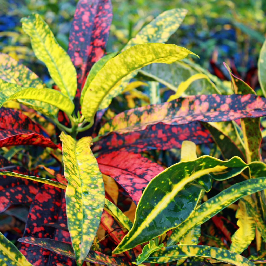 Croton 'Captain Kidd' - Ladybird Nursery