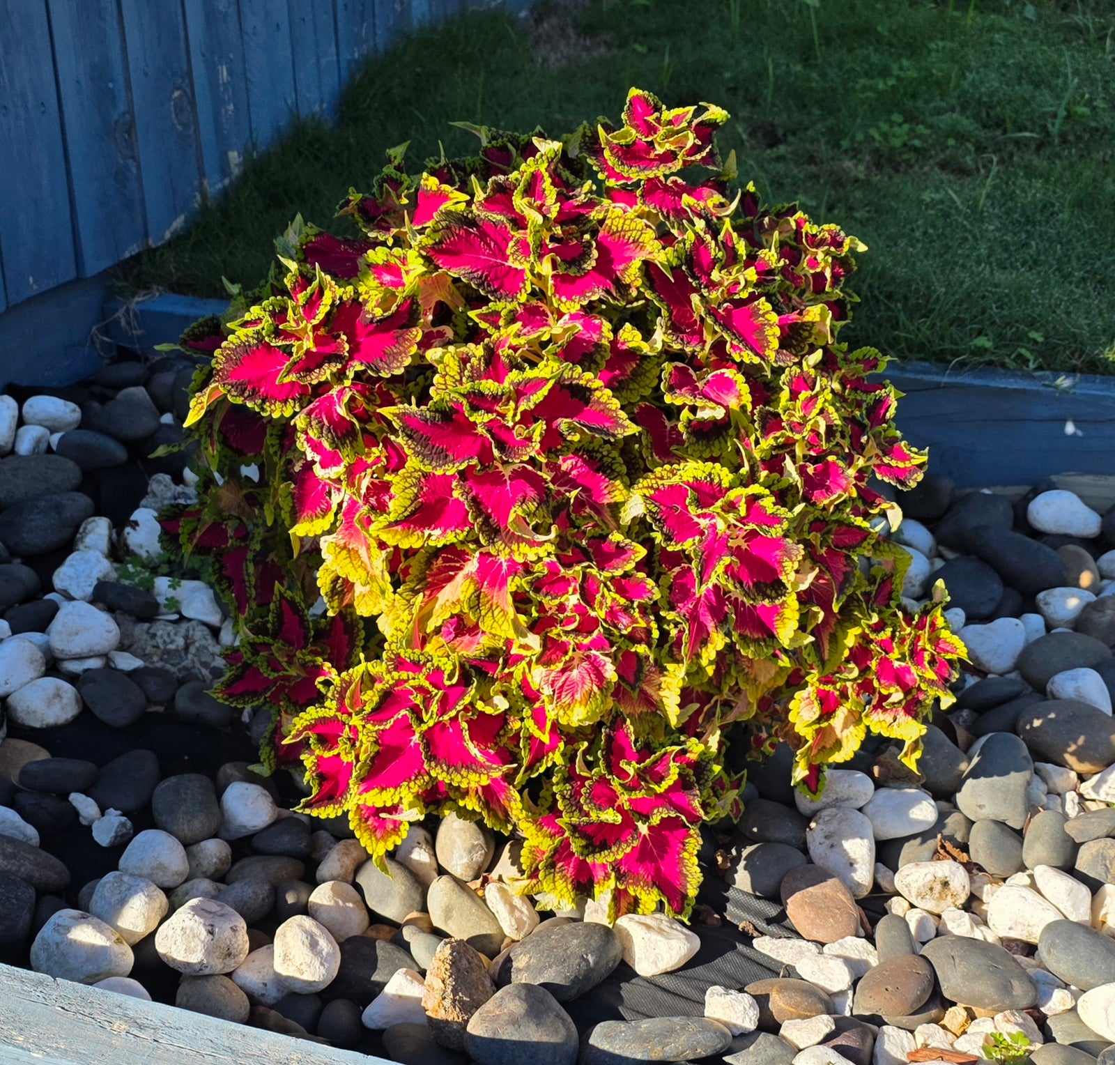 Coleus Heartbreaker