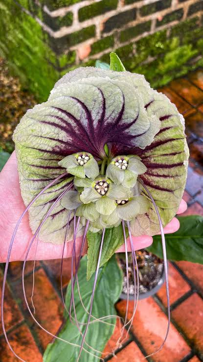 White Moon Bat Plant - Large