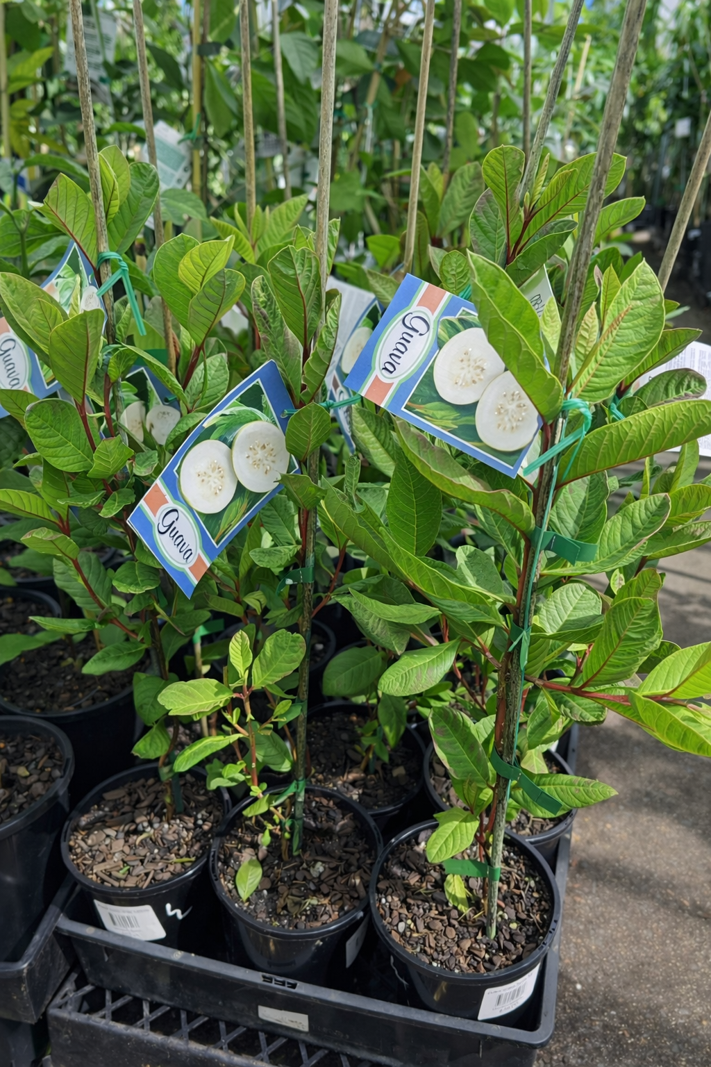 Guava 'Indian White' - Ladybird Nursery