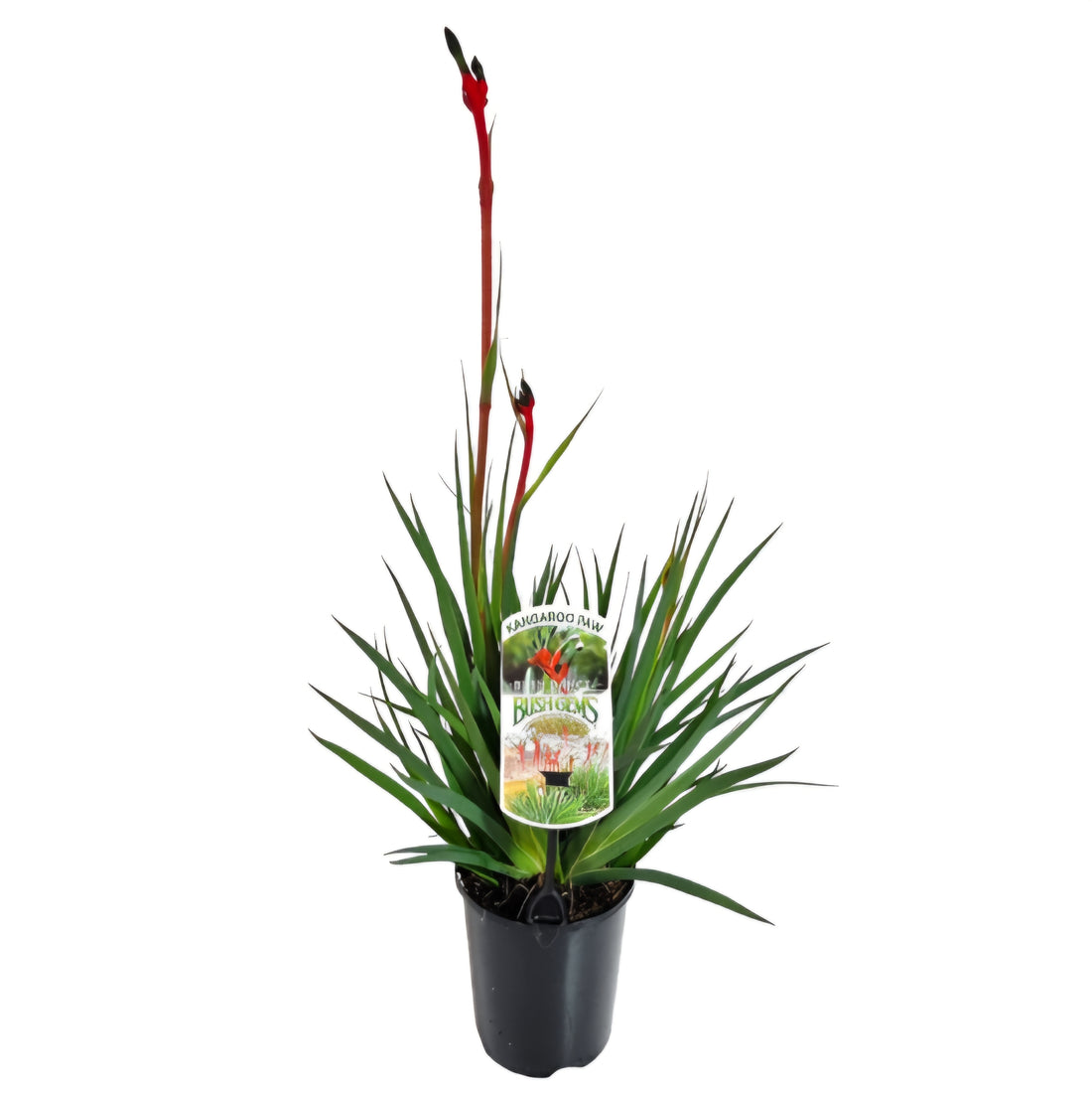 Kangaroo Paw 'Bush Dance' (Anigozanthos) - Ladybird Nursery