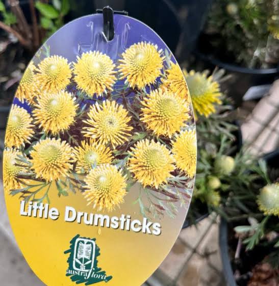 Isopogon 'Little Drumsticks' - Large