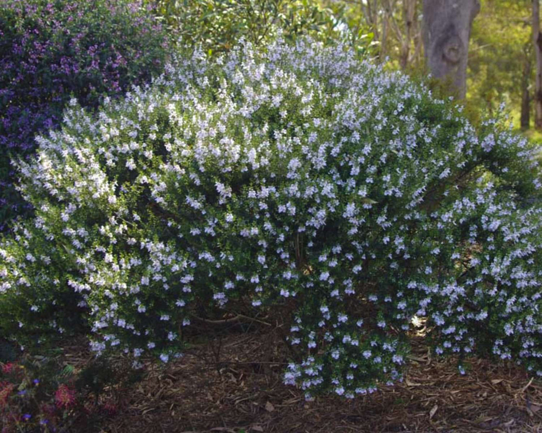 Prostanthera ‘Poorinda Ballerina'