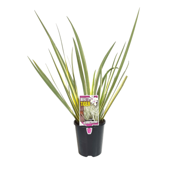 Dietes 'White Tiger' (Dietes iridioides) - Ladybird Nursery