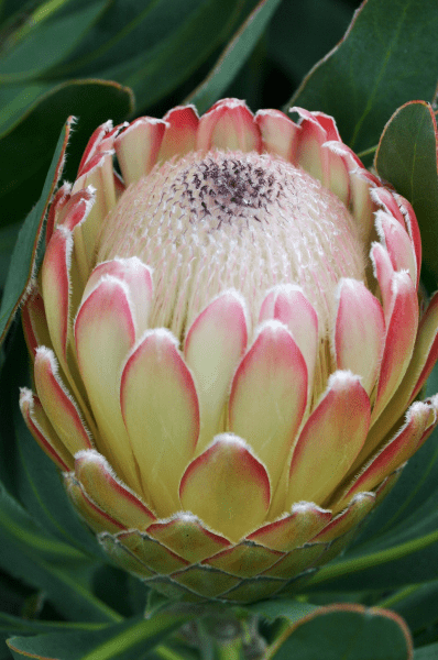 Protea 'Susara' - Ladybird Nursery