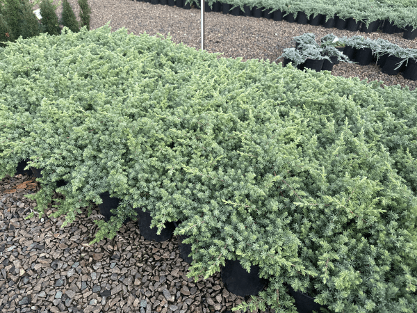 Juniperus 'Lutchuensis' - Ladybird Nursery