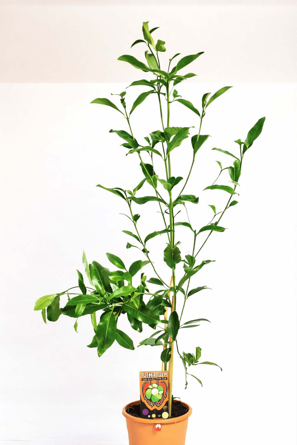 White Aspen (Acronychia oblongifolia) - Ladybird Nursery