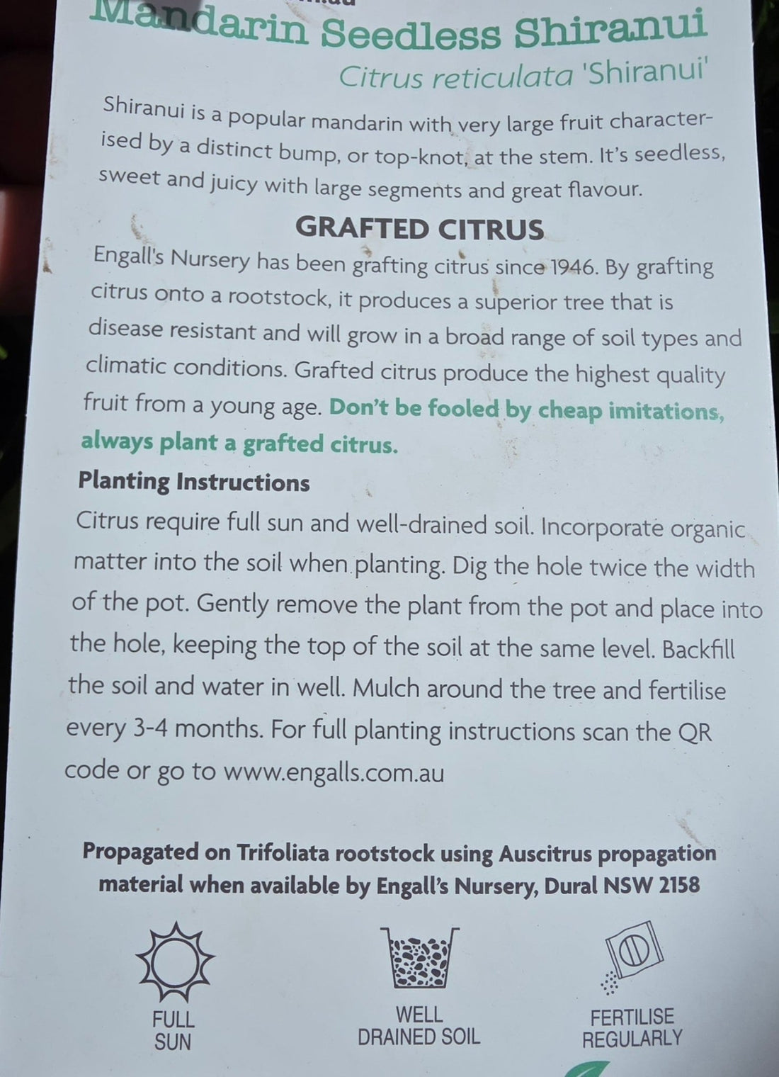 Sumo Mandarin 'Shiranui' (QLD Only) - Ladybird Nursery