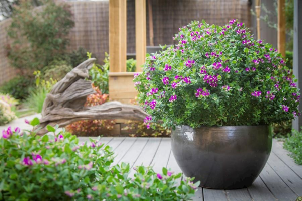 Sweet Pea Shrub 'Little Bibi' (Polygala) - Ladybird Nursery