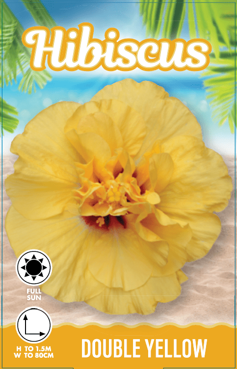 Hibiscus 'Adonicus Double Yellow' (Hibiscus rosa-sinensis) - Ladybird Nursery