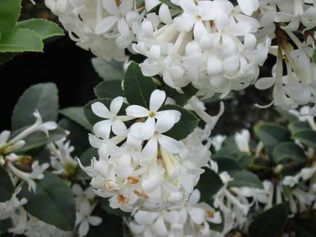 Osmanthus 'Pearly Gates' - Large