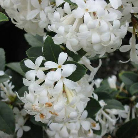 Osmanthus 'Pearly Gates' - Large - Ladybird Nursery