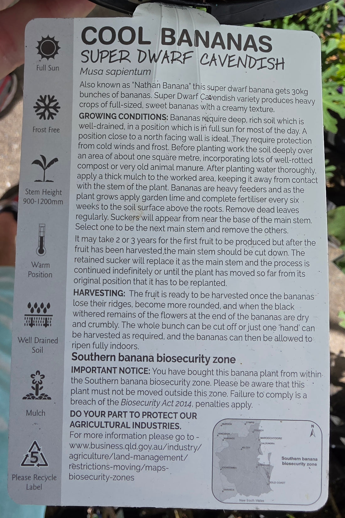 Super Dwarf Banana 'Cavendish' QLD ONLY