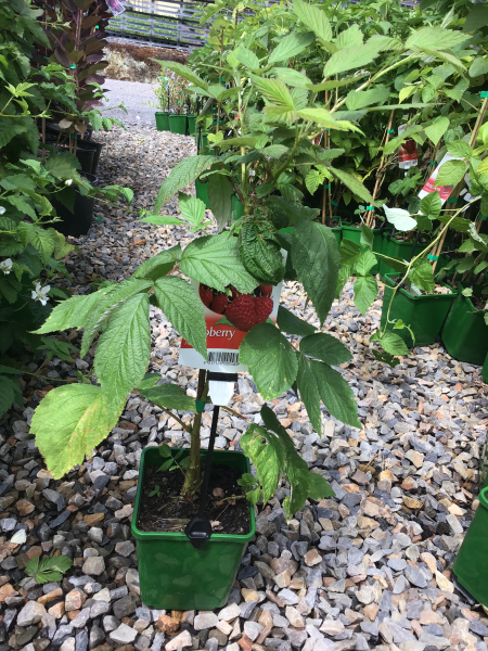 Raspberry ‘Autumn Bliss’ (Low Chill) - Ladybird Nursery