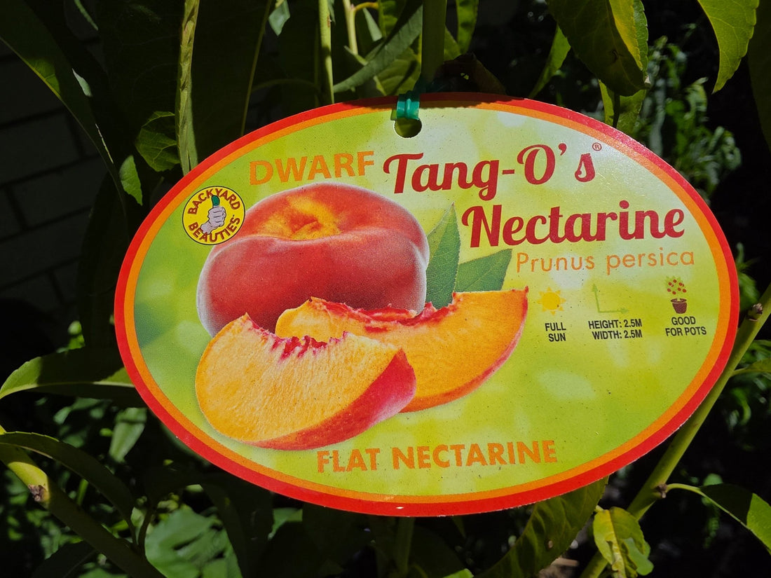Dwarf Nectarine Tango O's Flat - Ladybird Nursery