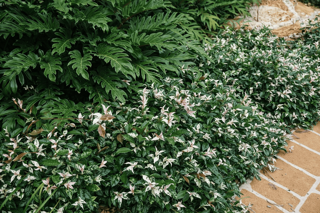 Tricolour Jasmine (Trachelospermum jasminoides) 'Tricolour’ - Ladybird Nursery