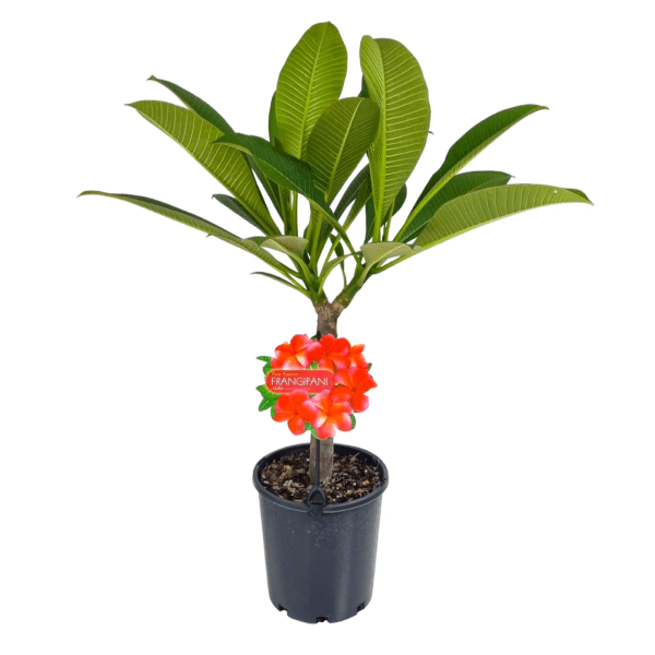 Frangipani ‘Pure Passion’ (Plumeria rubra) - Ladybird Nursery
