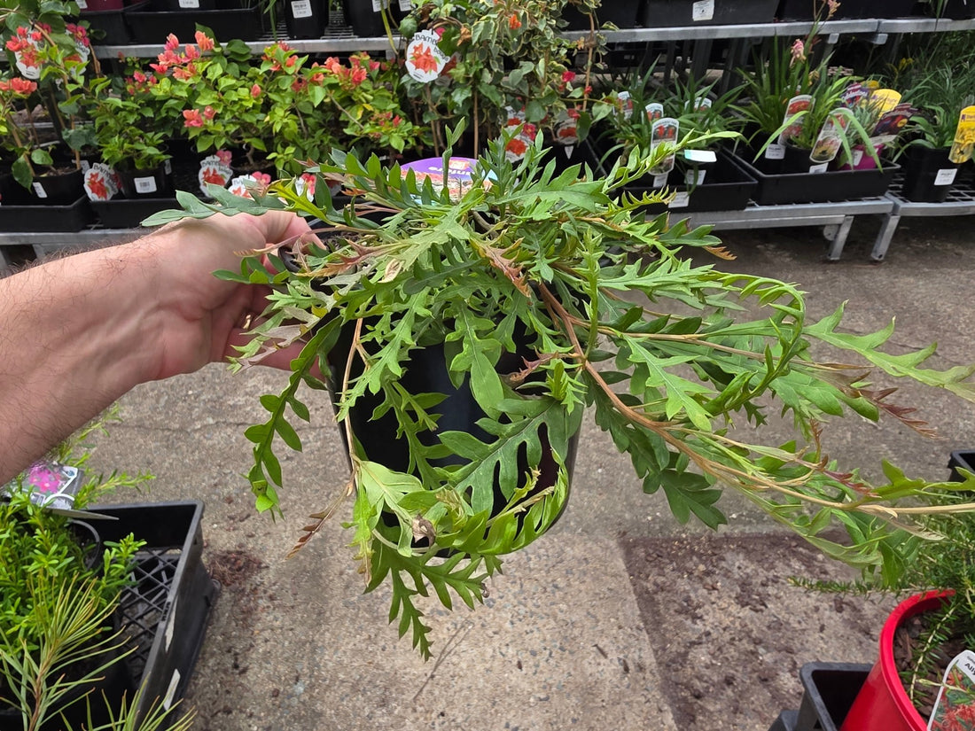 Grevillea Fanfare - Ladybird Nursery
