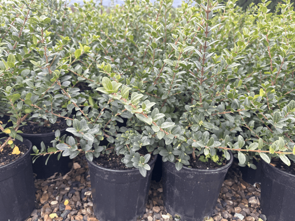 Osmanthus 'Pearly Gates' - Large - Ladybird Nursery
