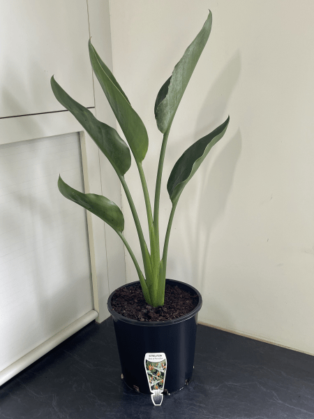 Bird of Paradise (Strelitzia reginae) - Large - Ladybird Nursery