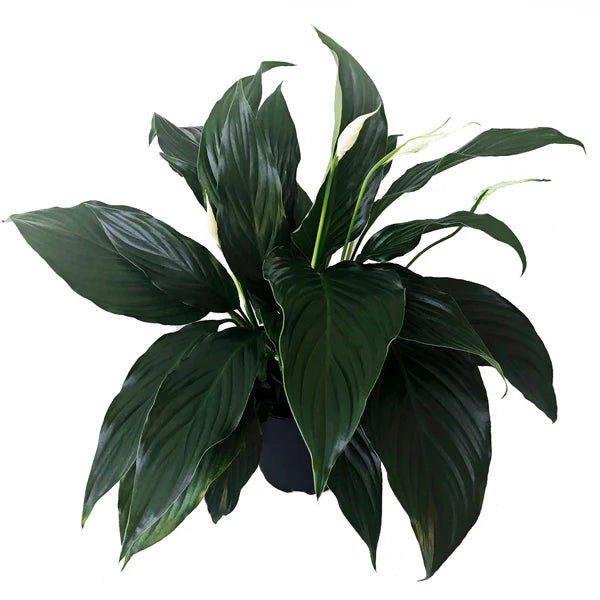 Peace Lily Sweet Romano (Spathiphyllum)