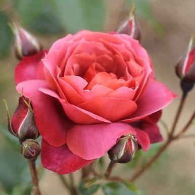 Rose Hot Chocolate 2 ft Standards (Rosa) - Ladybird Nursery