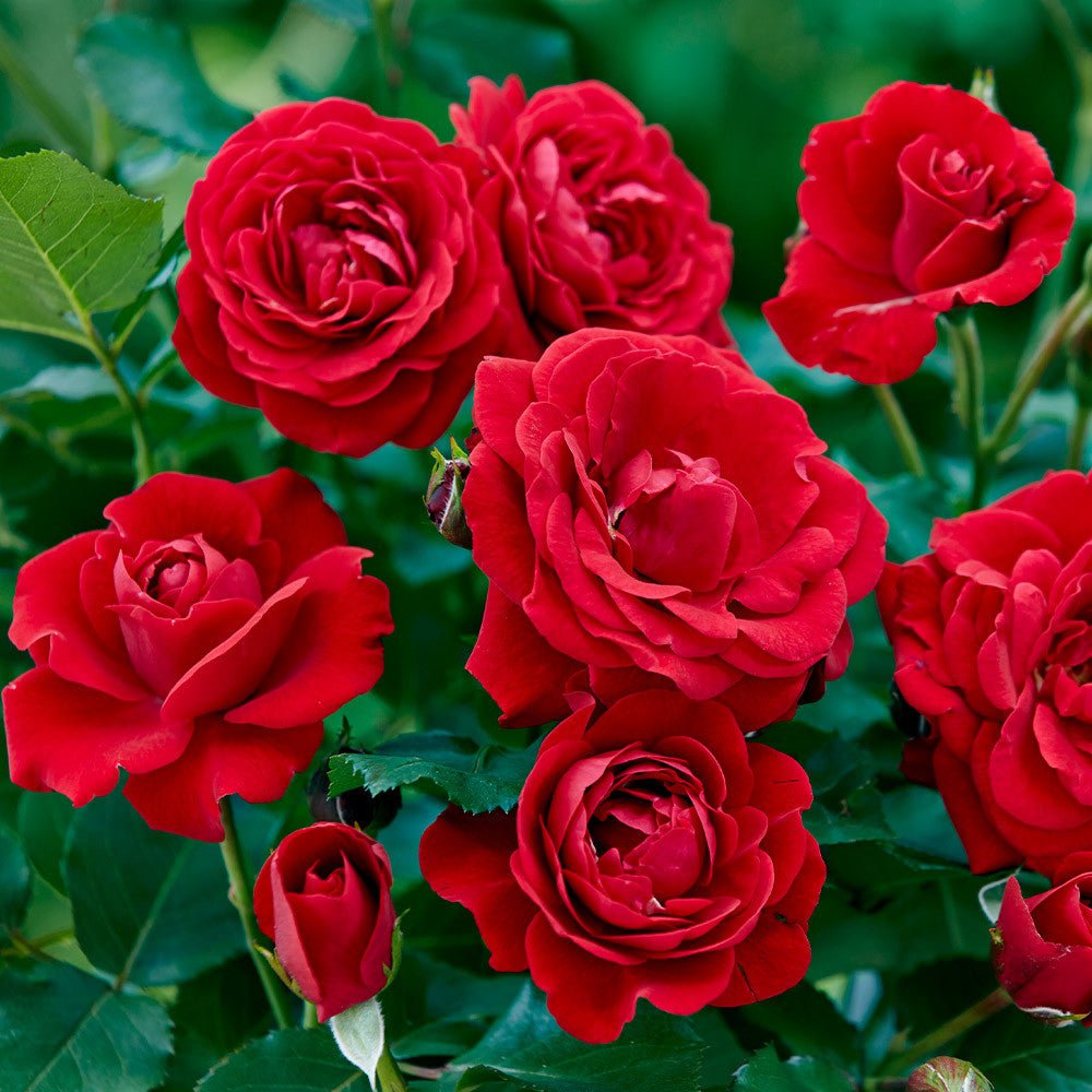 Rose 'Gift Of Friendship' (Bareroot) - Ladybird Nursery