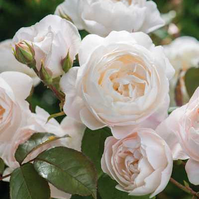 Rose ‘Desdemona' (David Austin) - Large