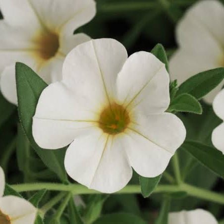 Calibrachoa 'Rosies White' Hanging Basket - Ladybird Nursery