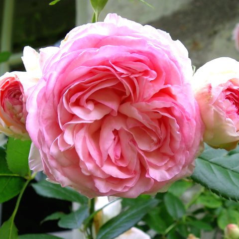 Rose 'Pink Pierre de Ronsard' - Ladybird Nursery
