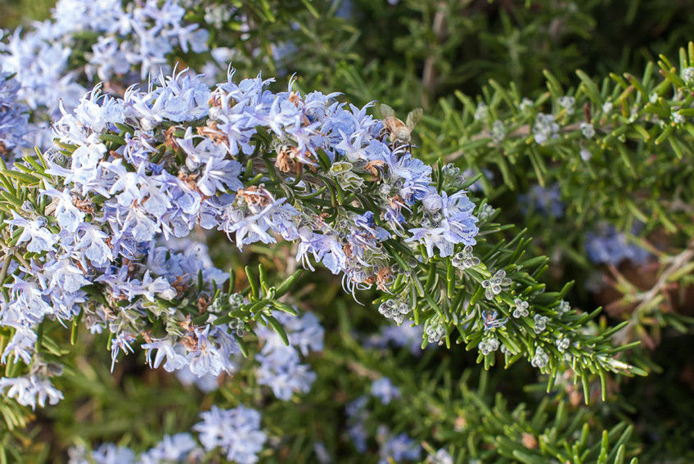 Rosemary Prostratus 140mm Pot (Rosmarinus officinalis)
