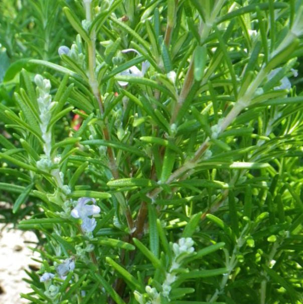 Rosemary 'Savor' (Rosmarinus officinalis) - Ladybird Nursery