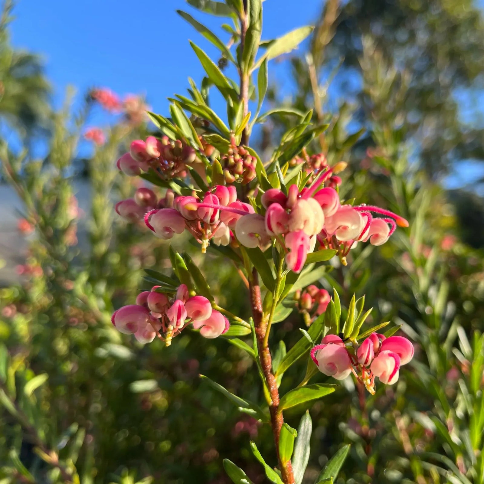 Grevillea Rosys Baby - Ladybird Nursery