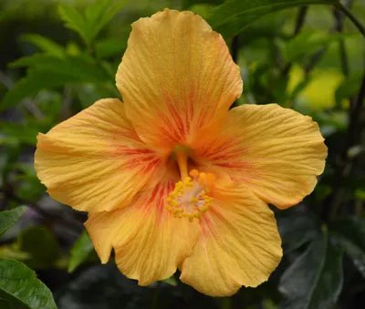 Hibiscus Popsicle - Ladybird Nursery