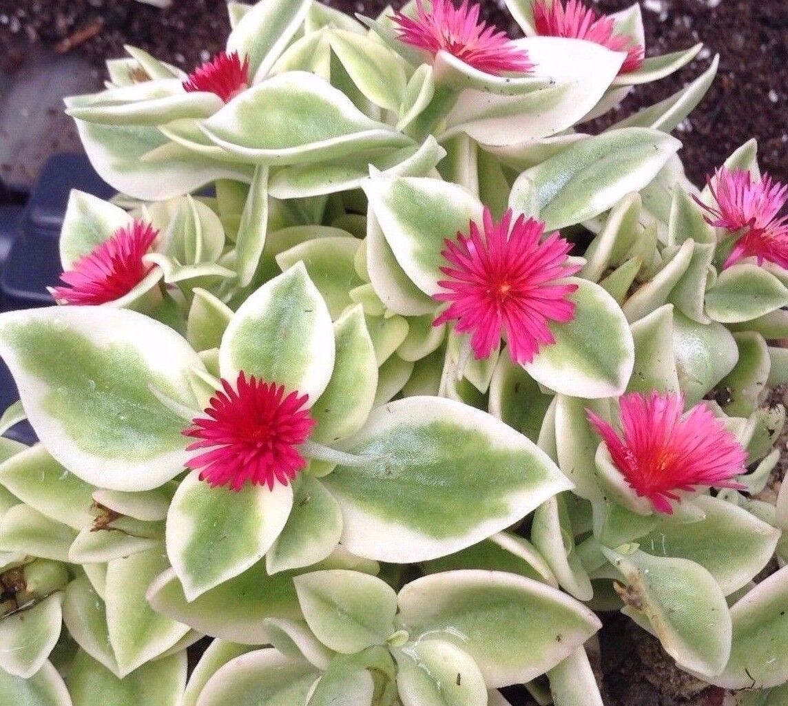 Heartleaf Ice Plant Rosea Baby Sunrose (Aptenia cordifolia) - Ladybird Nursery