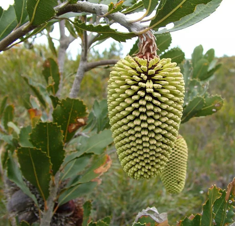 Yellow Lantern Banksia (Banksia lehmanniana) - Ladybird Nursery