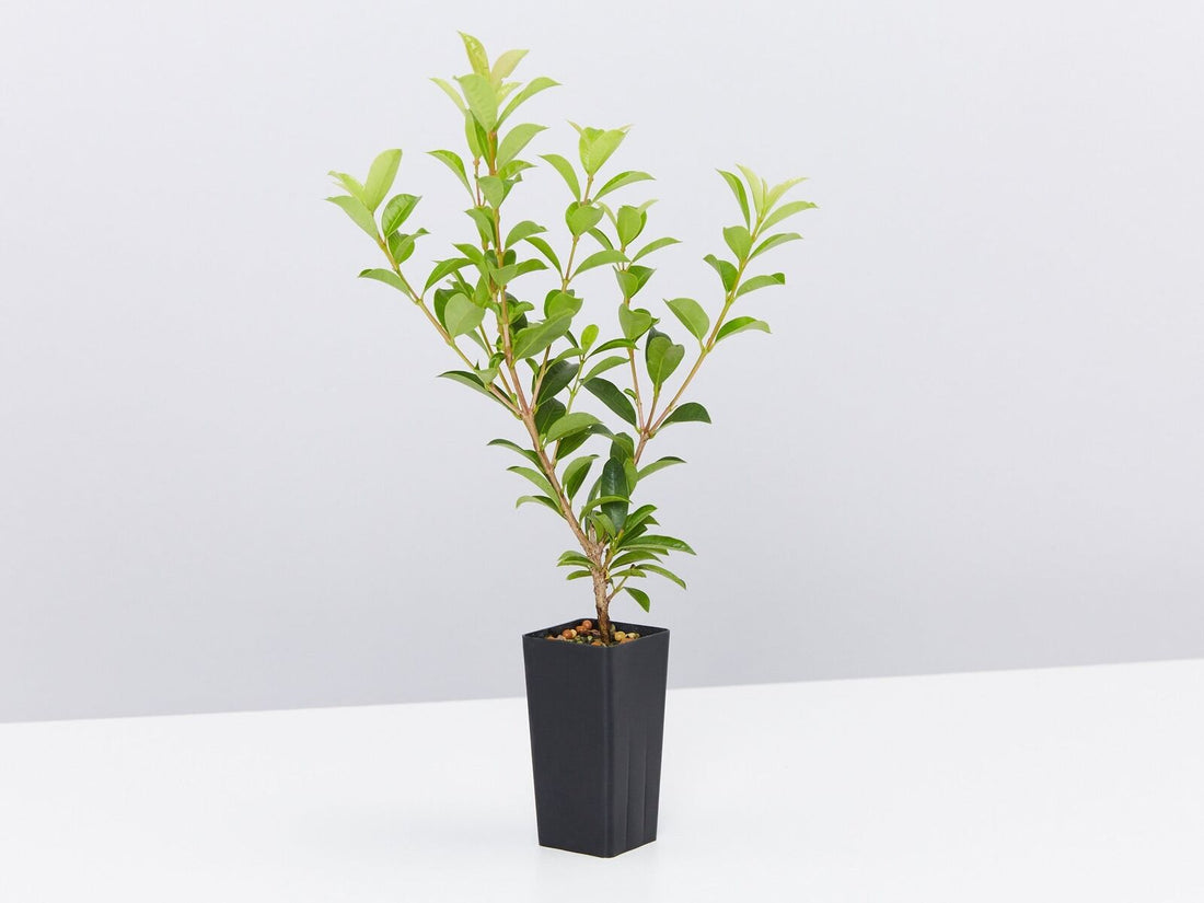 Lilly Pilly Aussie Compact (Syzygium australe) - Ladybird Nursery