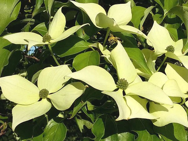 Himalayan Dogwood (Cornus capitata) - Ladybird Nursery