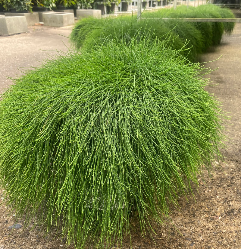 Cousin It (Casuarina glauca)